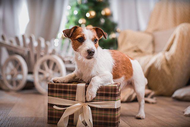 Pies w świątecznie przystrojonym domu