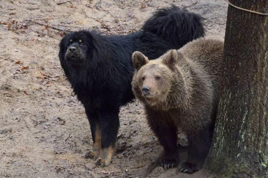 Niedźwiedzica Cisna i pies Bari nie mieszkają już razem