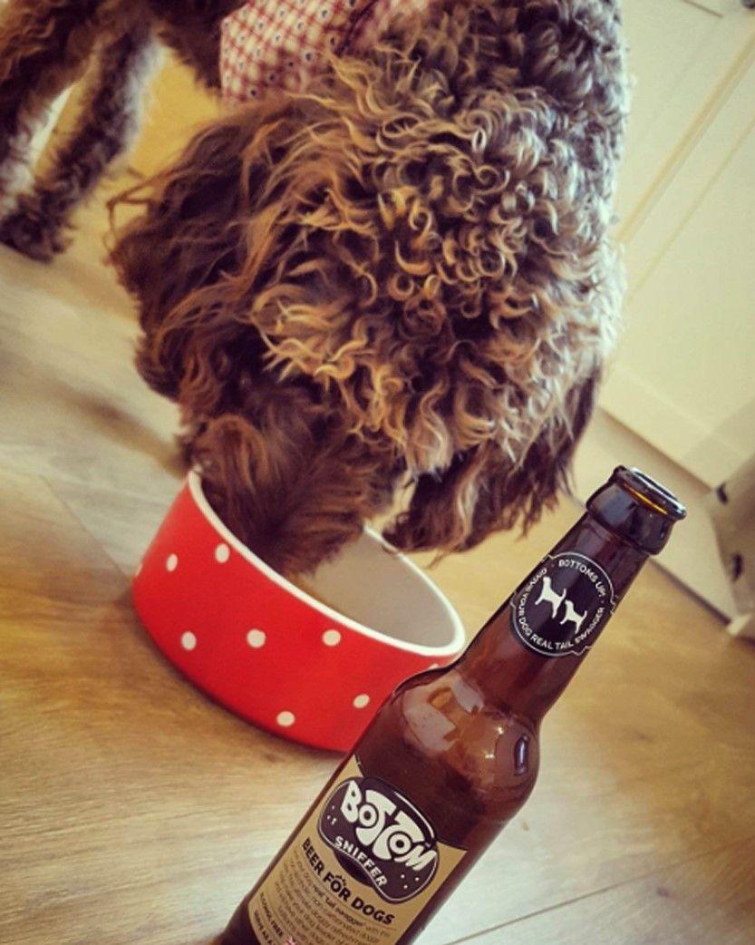 Pies pije piwo dla psa"