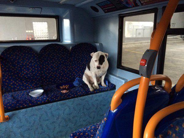 pies w londyńskim autobusie