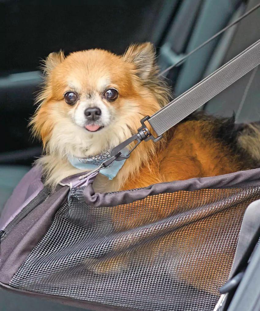 Chihuahua w samochodzie
