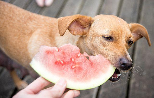 Pies je owoce