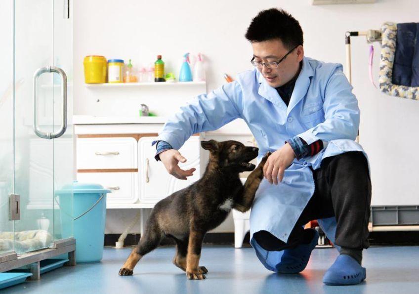 chińscy naukowcy sklonowali psa