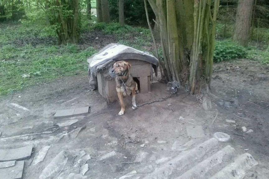 pies żył dwa lata w kagańcu