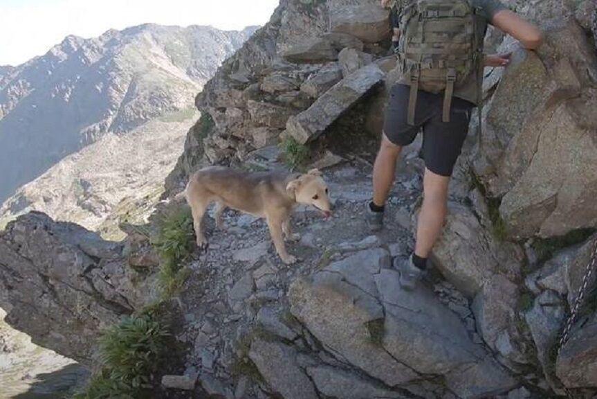 pies utknął w Tatrach