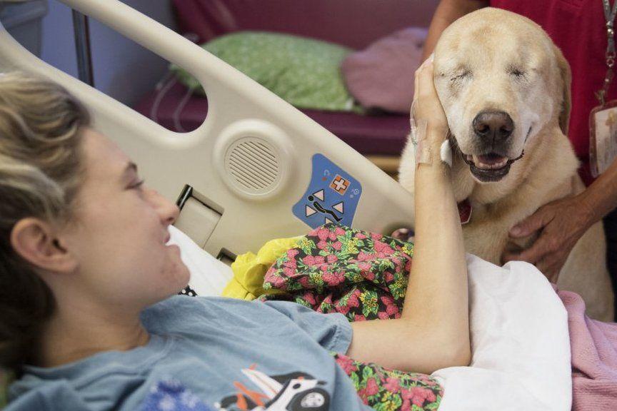 Labradorka bez oczu została terapeutką