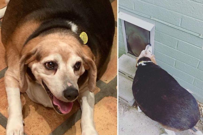 otyły beagle