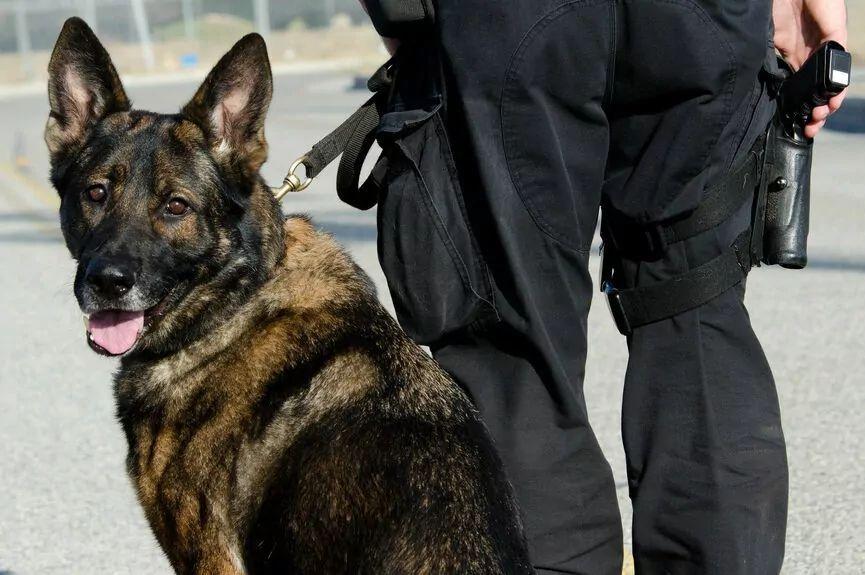 Pies policyjny odnalazł 86-latka cierpiącego na demencję