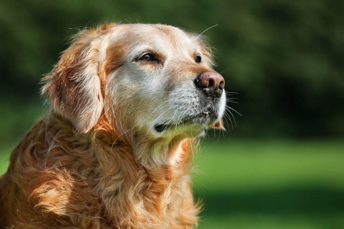 6 oznak starości u psów