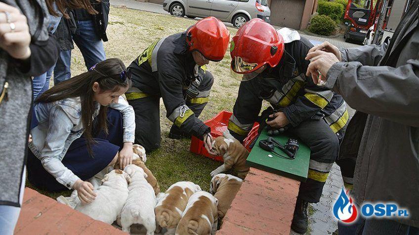 Strażacy ratują szczeniaki