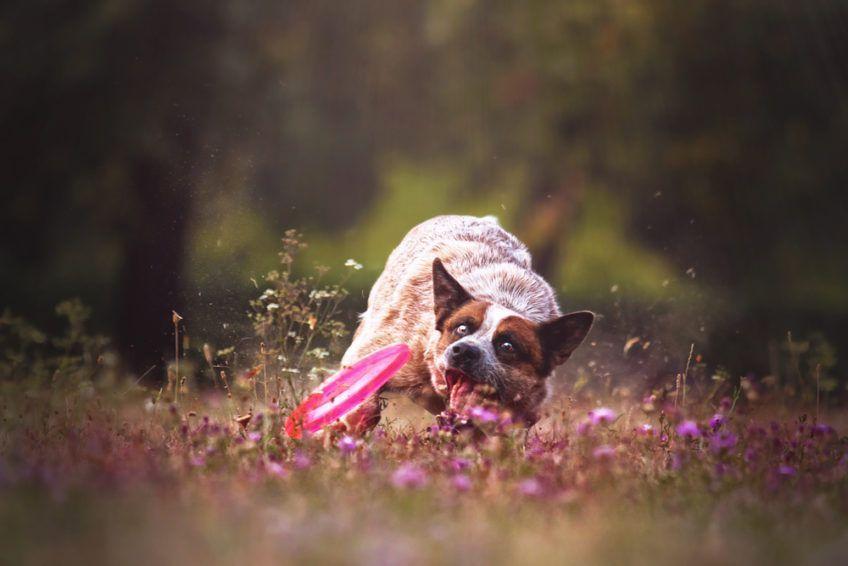 Cattle dog łapiący toczące się frisbee