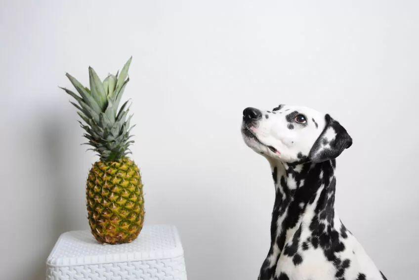 Ananas dla psa