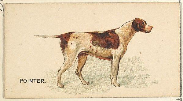 Karta kolekcjonerska z 1890 r. z serii „Psy świata”, dołączana do papierosów Old Judge w USA