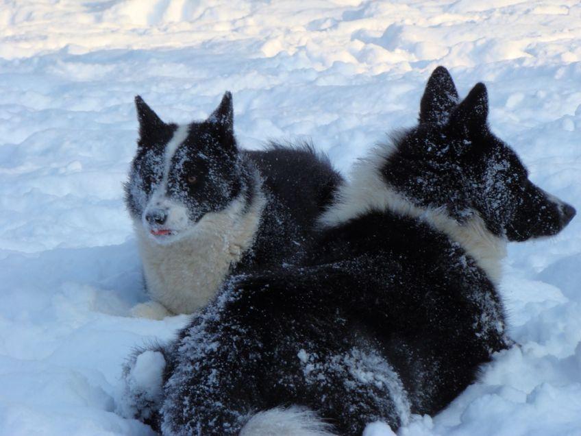 psy rasy karelski pies na niedźwiedzie bawią się na śniegu