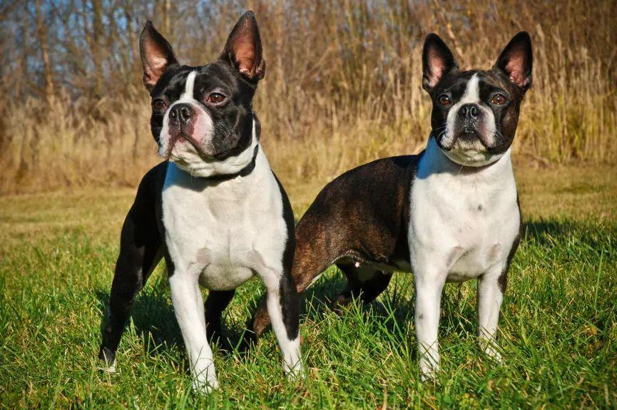 Dwa psy rasy boston terrier