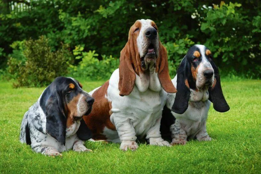 Grupa psów basset hound