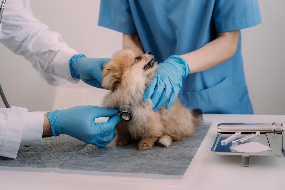 Darmowa kastracja i sterylizacja psów