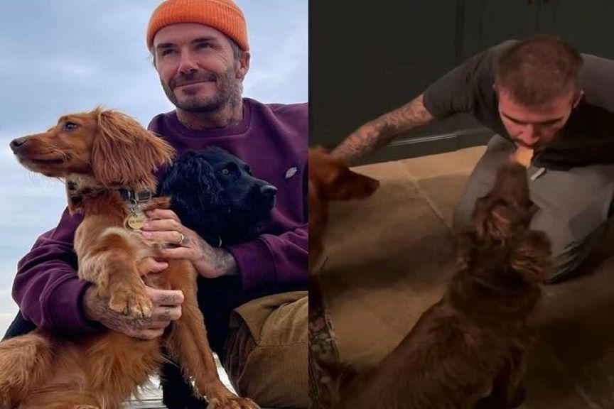 David Beckham obchodzi Międzynarodowy Dzień Psa