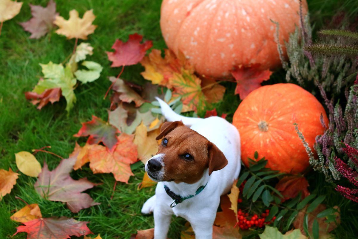 Dlaczego psy kochają jesień