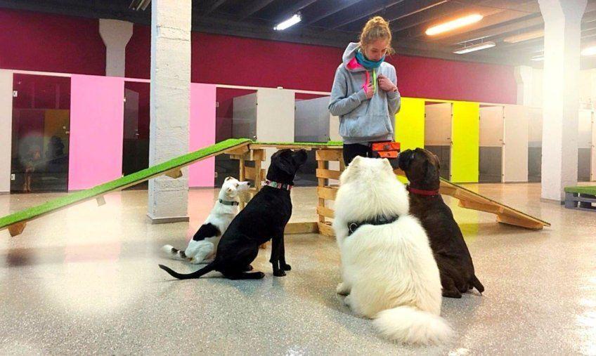 Szkolenie w Dog Station