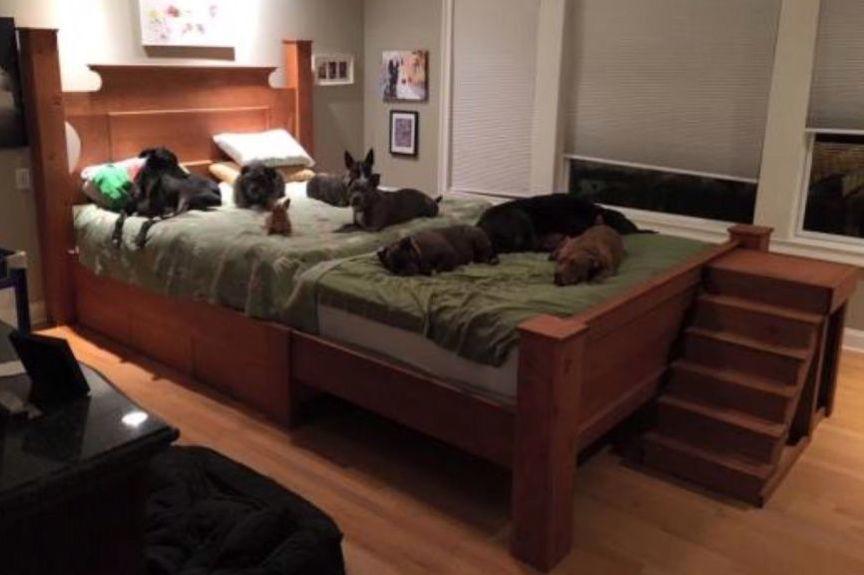 psy na łóżku, megałóżko