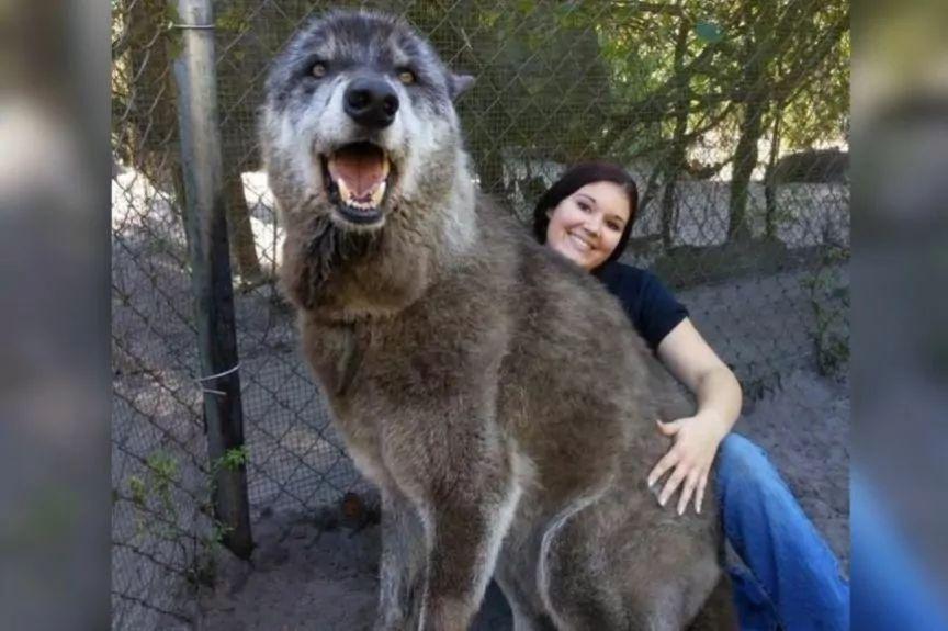 pies z sanktuarium dla wilków