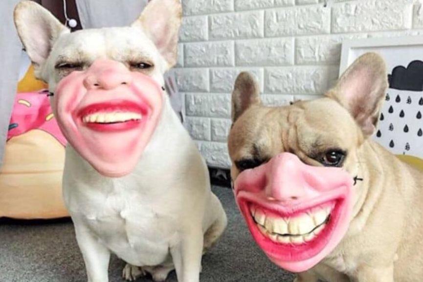 maski dla psów