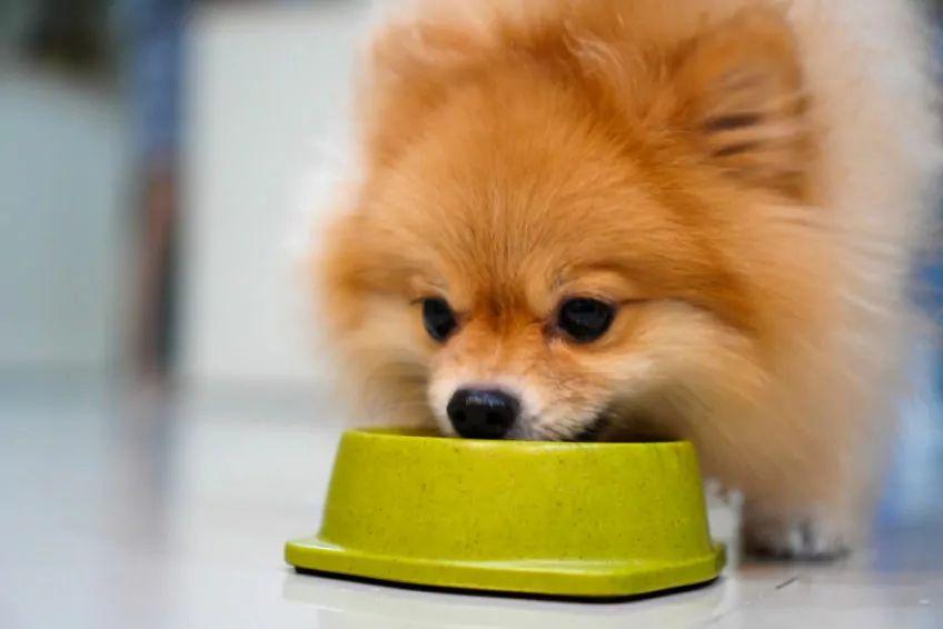 Jak karmić małego psa