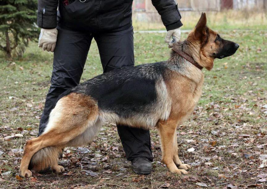 pies policyjny, rasy owczarek niemiecki, tej samej co Kair