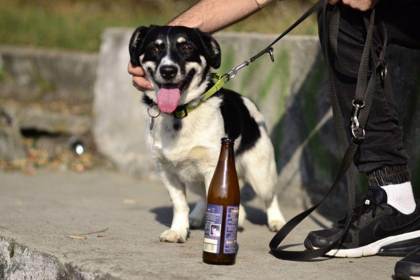 Psy szukają domu na butelkach piwa, KOM