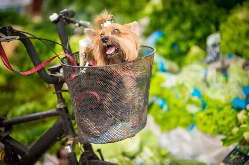 Koszyk na rower dla psa