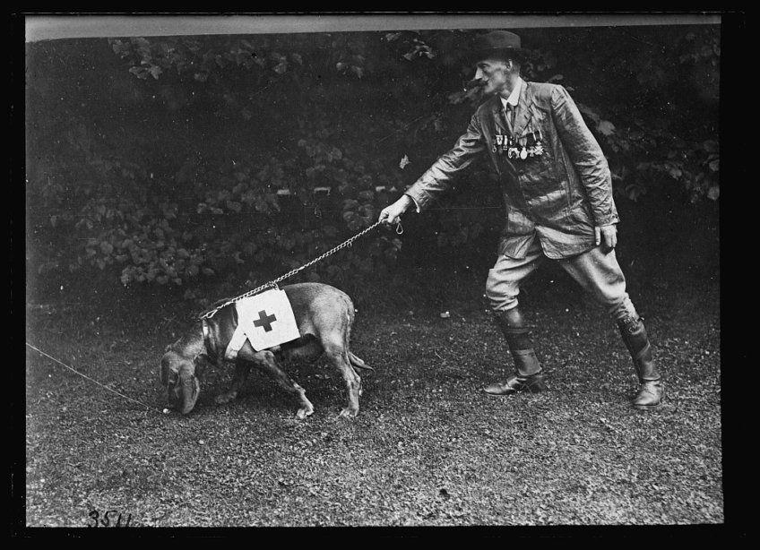 Bloodhound jako pies ratowniczy, pracujący dla hiszpańskiego Czerwonego Krzyża w 1917 roku