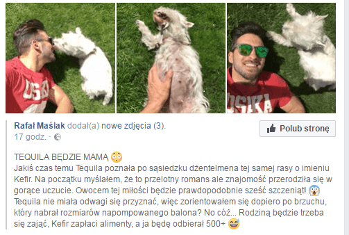 Screen z profilu Rafała Maślaka o ciąży suczki