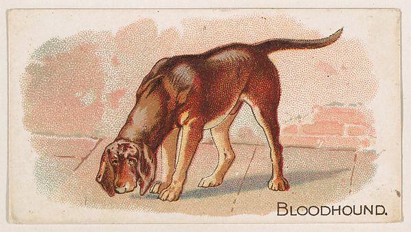 Ilustracja z domeny publicznej – kolekcjonerska karta z bloodhoundem z lat 30. XX wieku