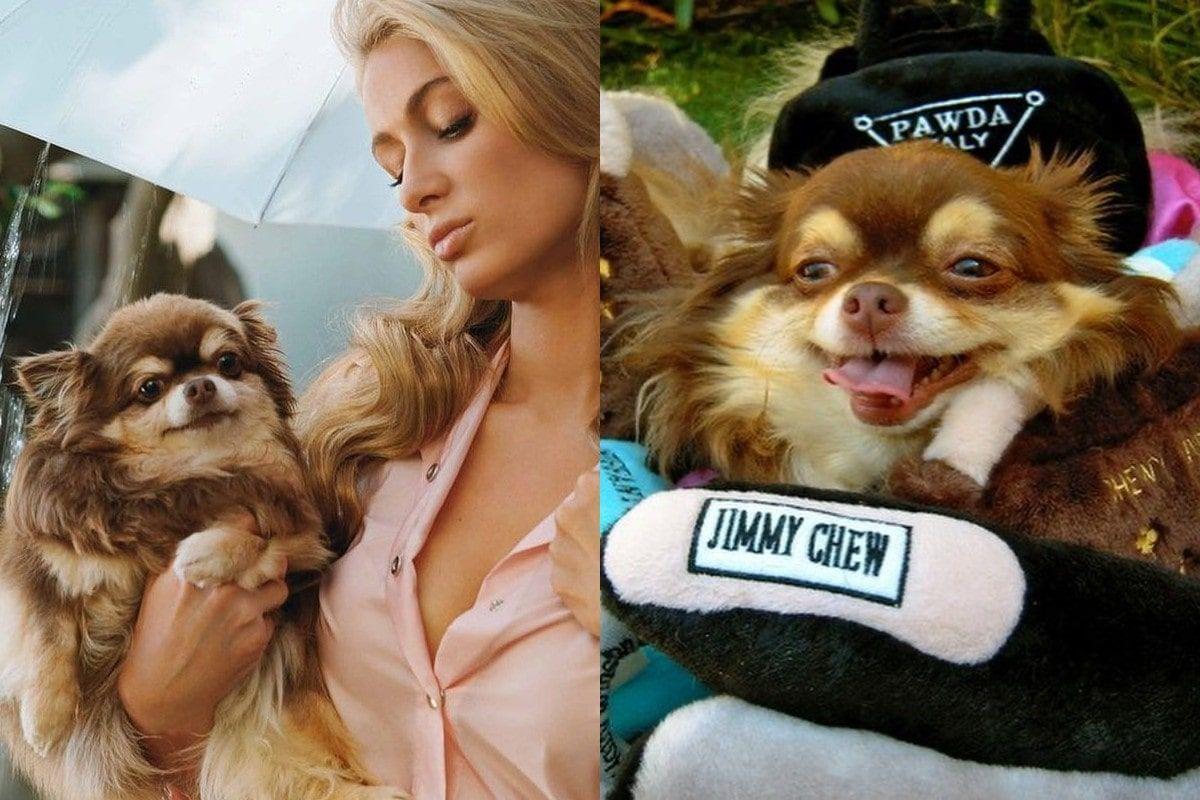 Nie żyje pies Paris Hilton