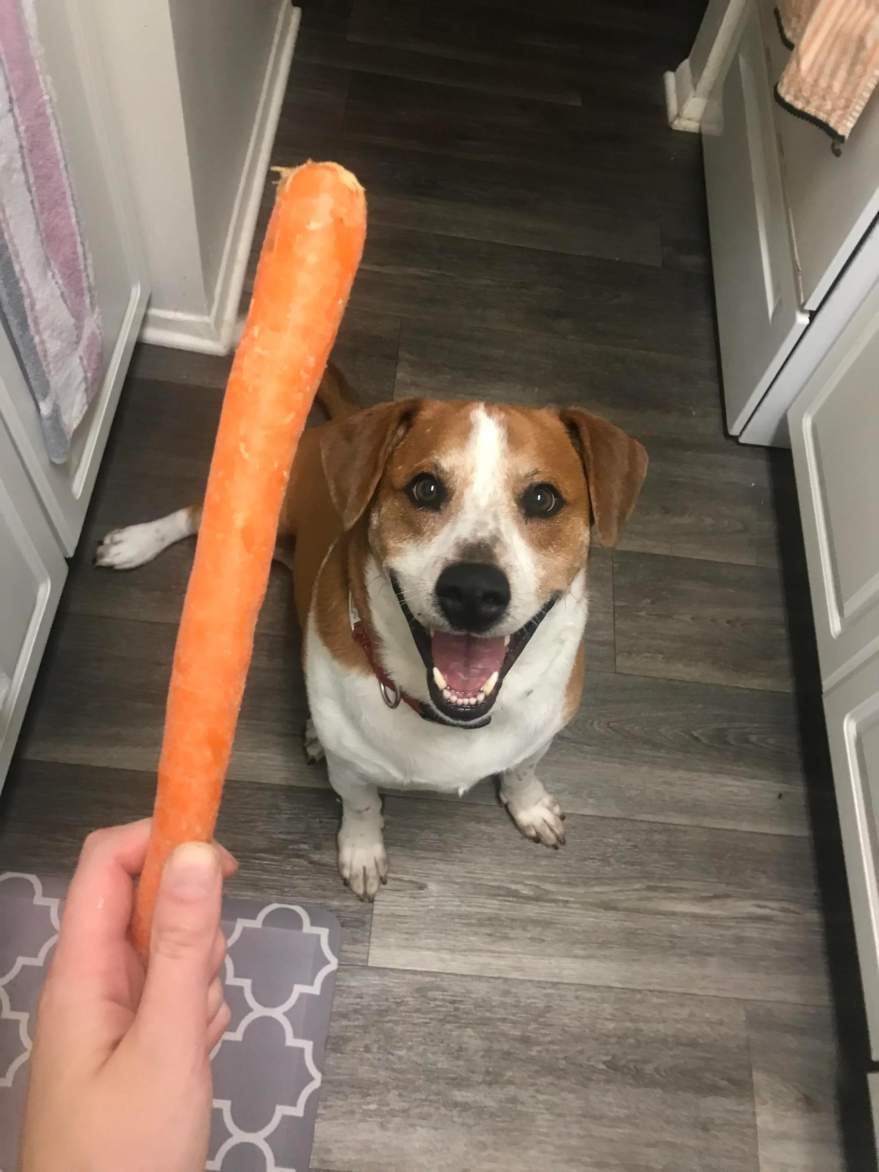 pies, który uwielbia marchewki