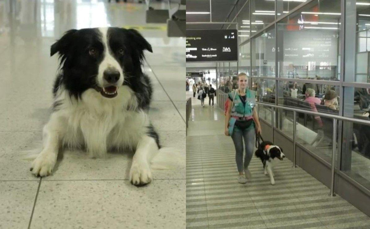 Pies na lotnisku w Balicach