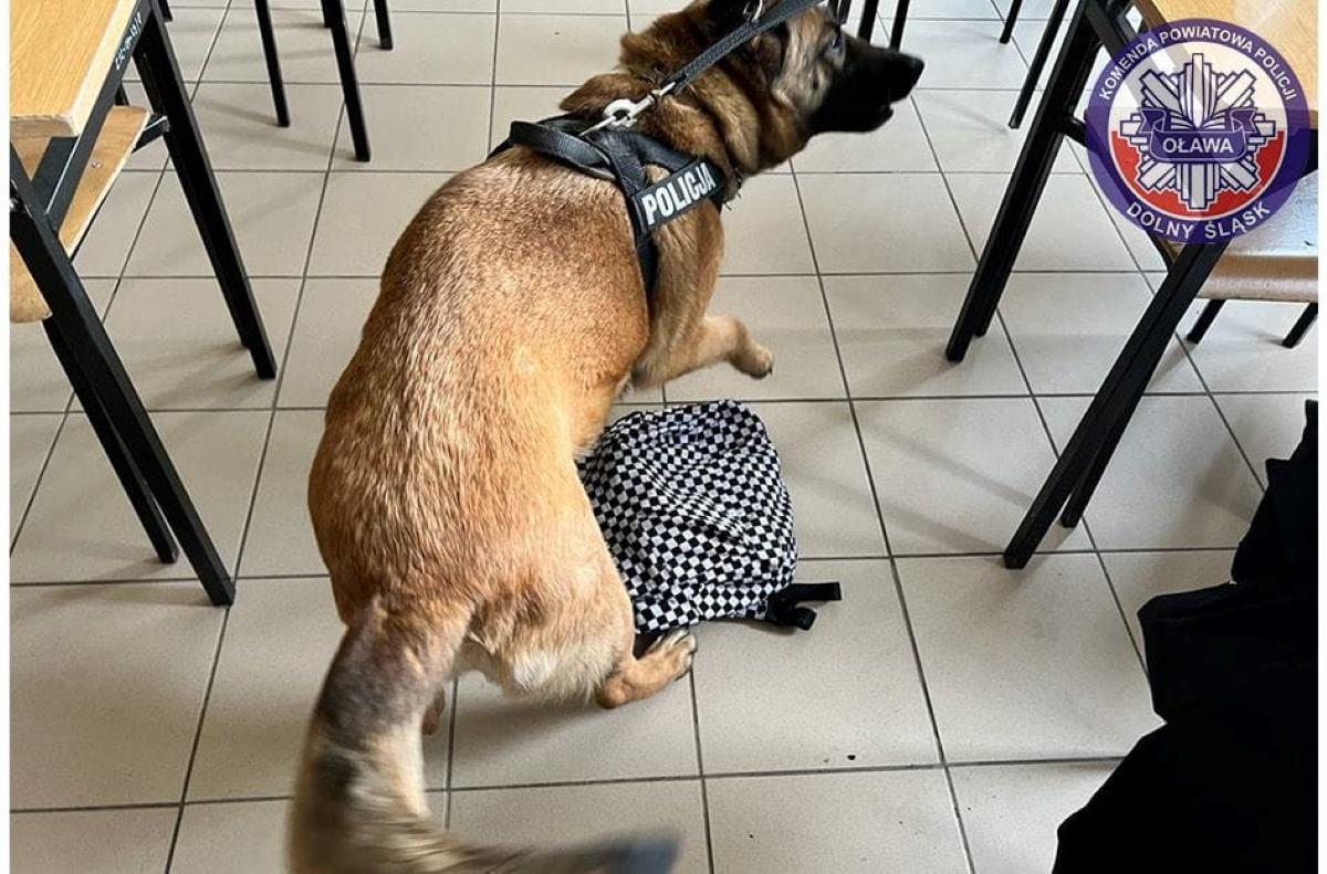 Pies wykrył narkotyki w szkole