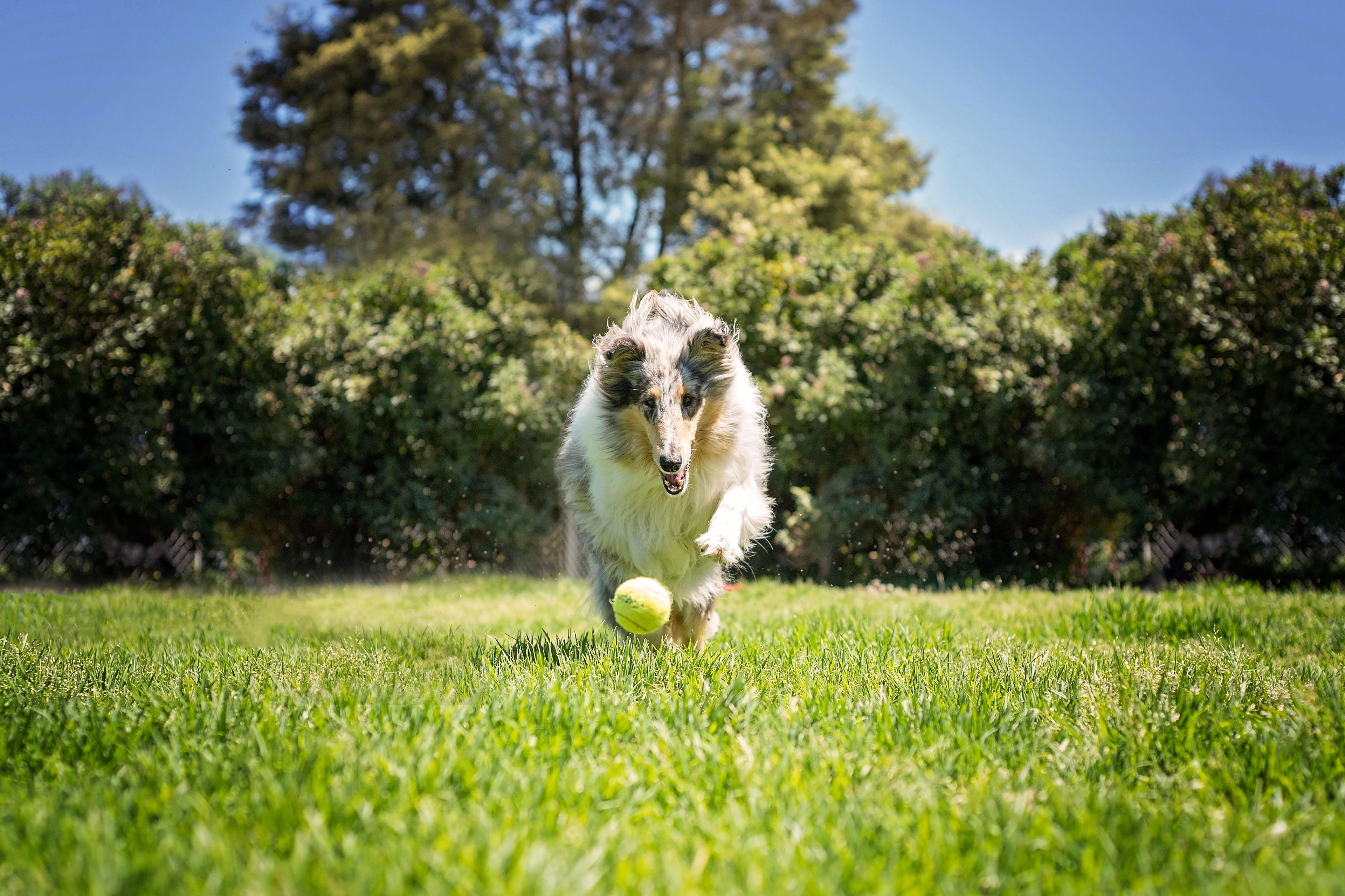 Pies z piłką tenisową