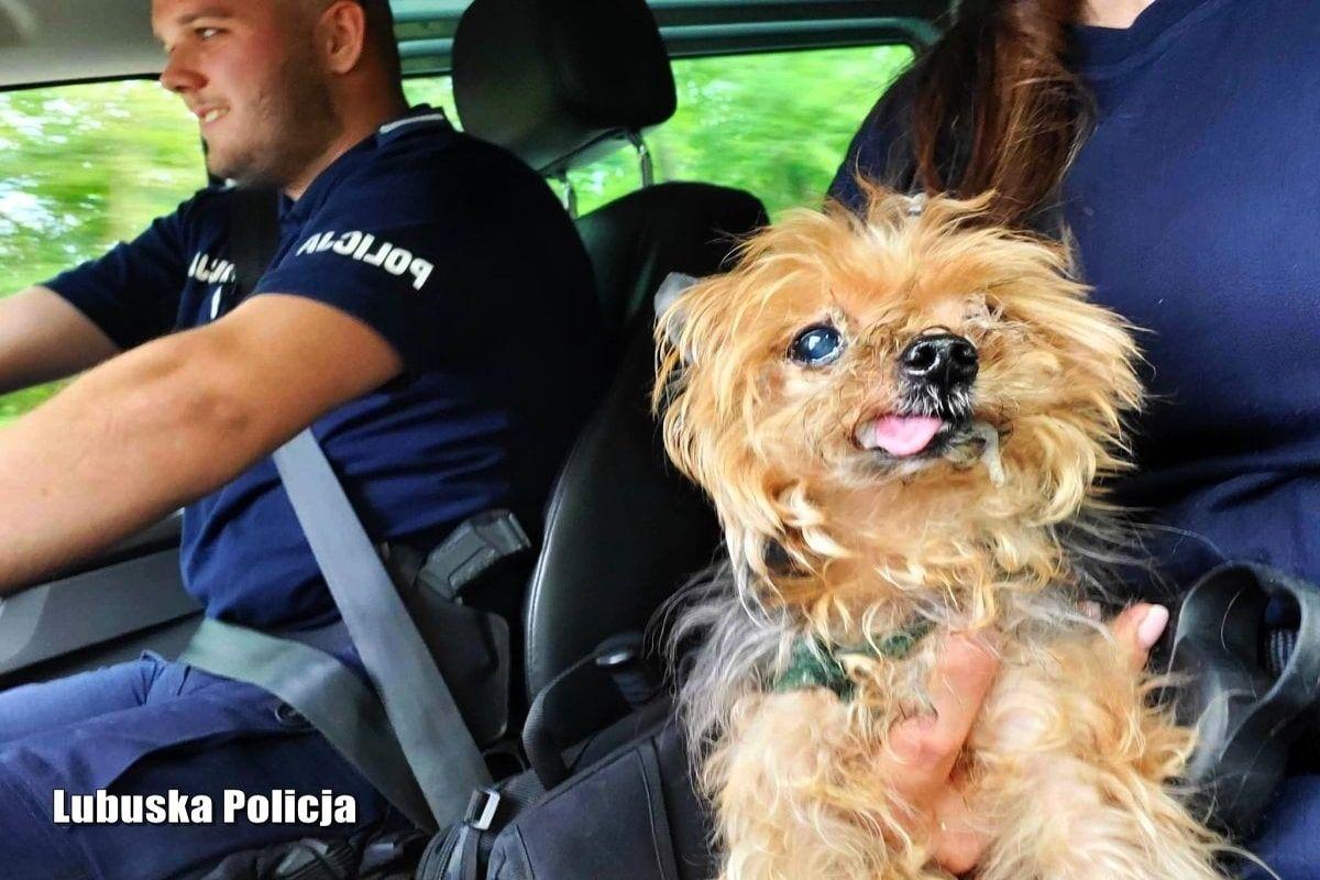 Policja uratowała psa, który został sam w mieszkaniu