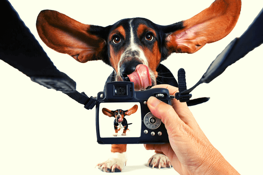 jak zrobić psu fotkę