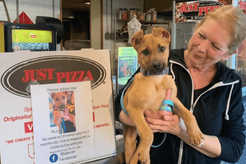 psy szukają domu na pudełkach od pizzy