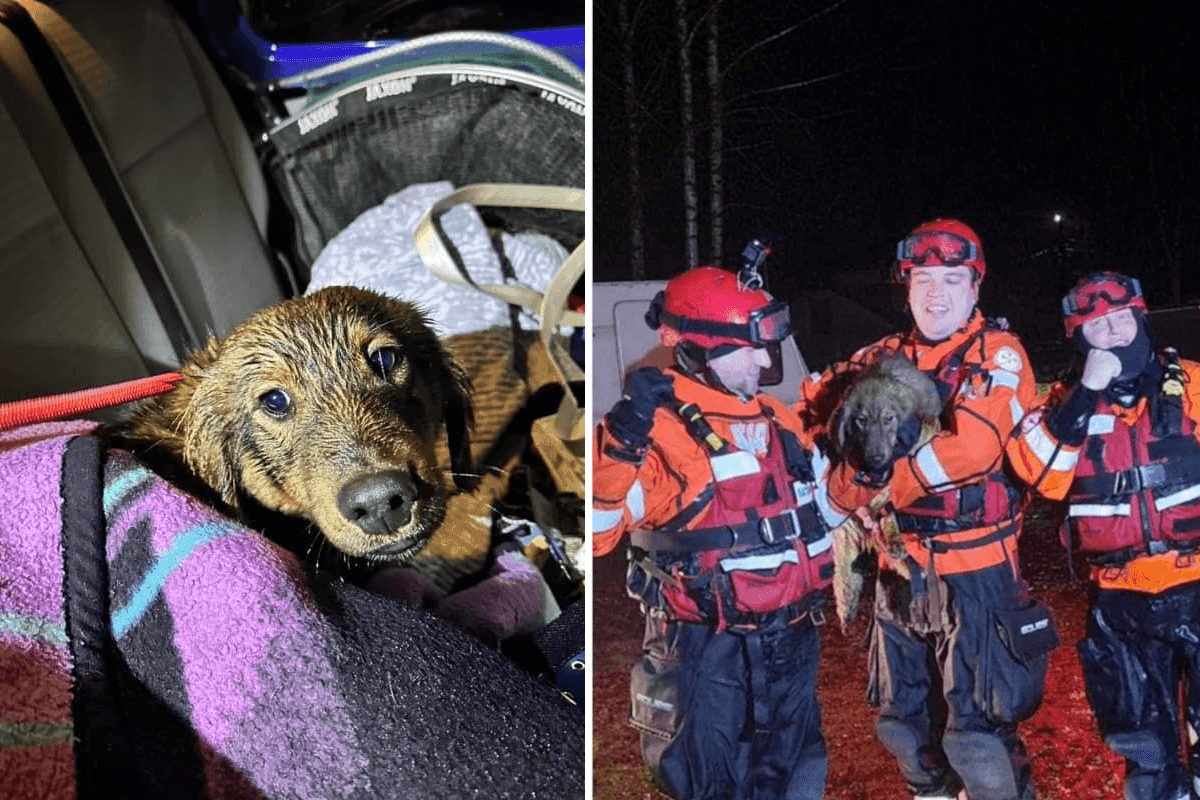 strażacy uratowali psa uwięzionego z wysepki