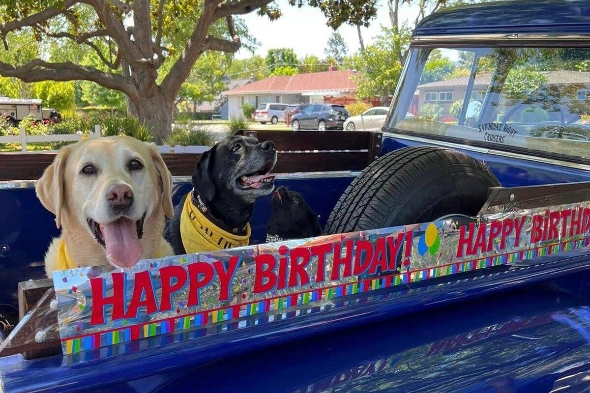 Psy na urodzinach 100-letniego mężczyzny
