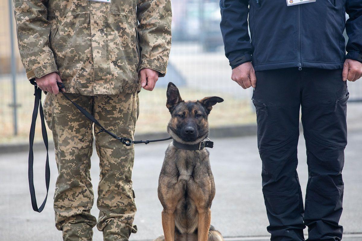 Psy szukające min ruszyły do Ukrainy