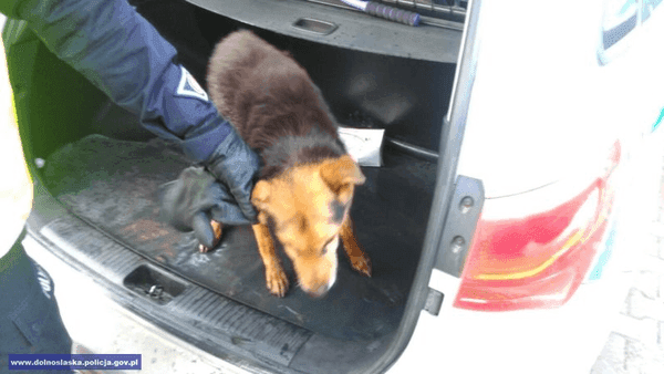 Pies uratowany przez policjantów