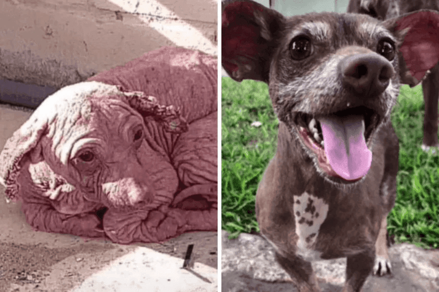 wyzwanie TikTok - psy przed i po adopcji