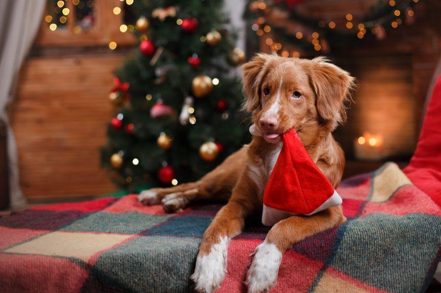 Świąteczne przygotowani, pies trzyma w pysku czapkę Mikołaja