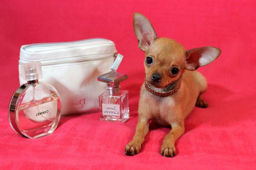 Perfumy dla psa. pies na różowym tle