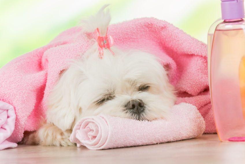 Pies z różowymi ręcznikami